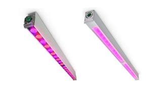 Grow fruits with LED | Philips lighting