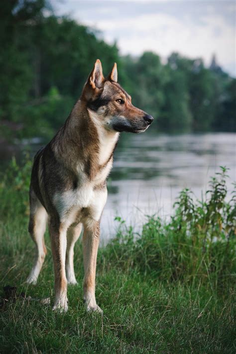 The Shiba Inu Husky Mix: A Comprehensive Guide to the Sibsky