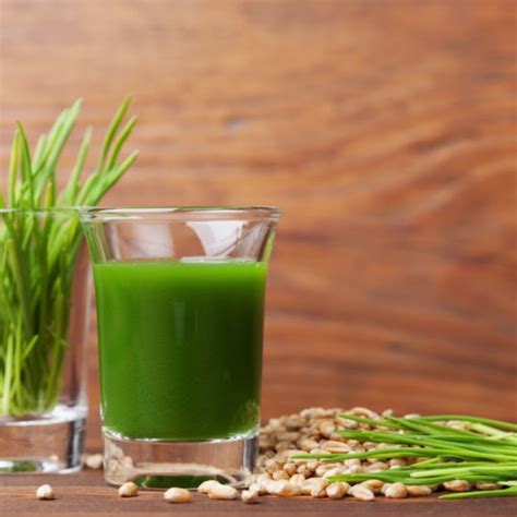 Wheat Grass Seeds – ONLY FOR ORGANIC