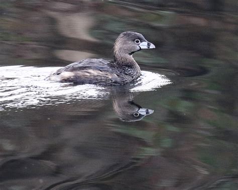 William B. Pond Recreation Area — Sacramento Audubon Society