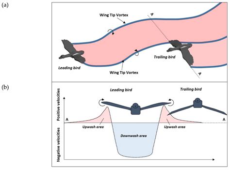 The Aerodynamic Mechanisms of the Formation Flight of Migratory Birds ...