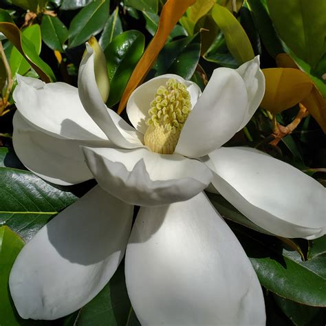 Blog - Stopping to Smell the Flowers in Wine - MF Chappell Wine Merchant