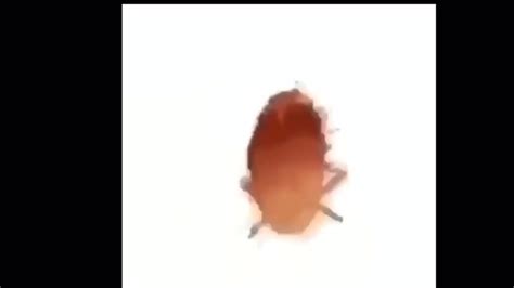 Image result for Dancing Cockroach Concert