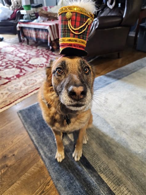 BOILING SPRINGS ANIMAL HOSPITAL - Boiling Springs PA - Hours ...