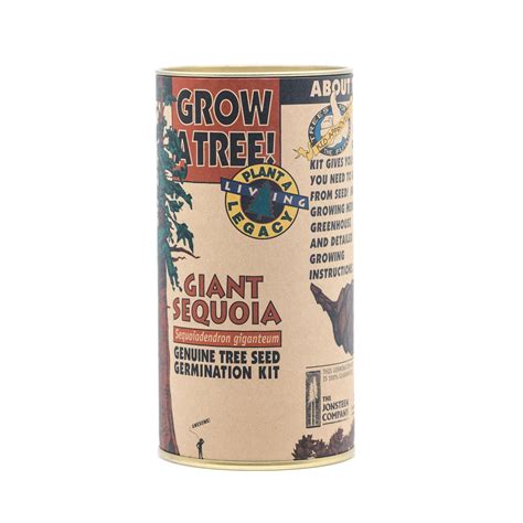 Giant Sequoia | Seed Grow Kit – SequoiaTrees.com