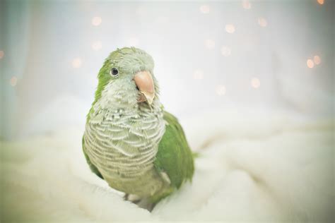 Quaker Parrot Wallpaper