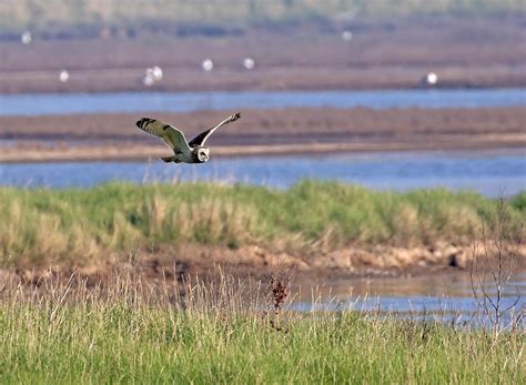 RSPB HAVERGATE ISLAND (2026) All You Need to Know BEFORE You Go (with ...