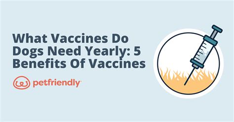 What Vaccines Do Dogs Need Yearly? 5 Benefits of Vaccines for Dogs
