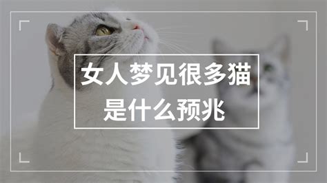 女人梦见很多猫是什么预兆 - 匠子生活