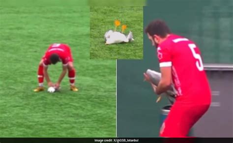 Watch: Turkish footballer performs CPR on injured seagull, saves bird's ...