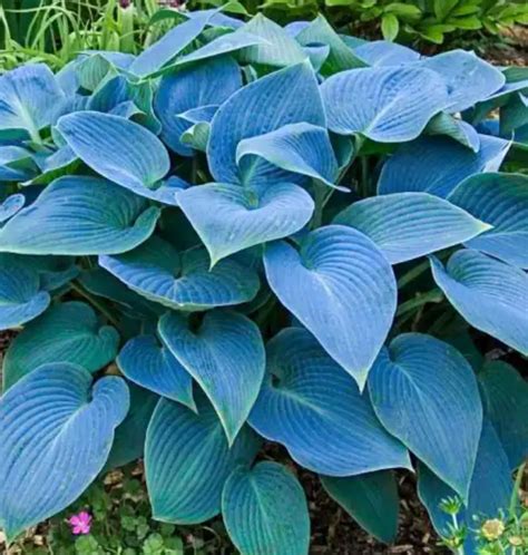 Bressingham Blue Hosta. Stunning Color. Easy to Grow. Loves Shade ...