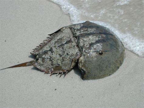Horseshoe crab | FWS.gov