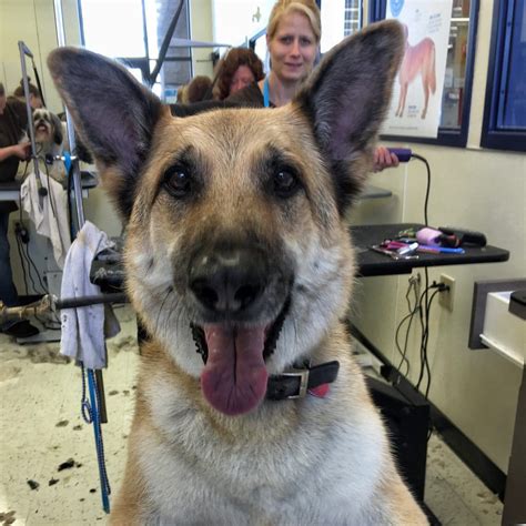 How Much Does Dog Grooming Cost At Petco