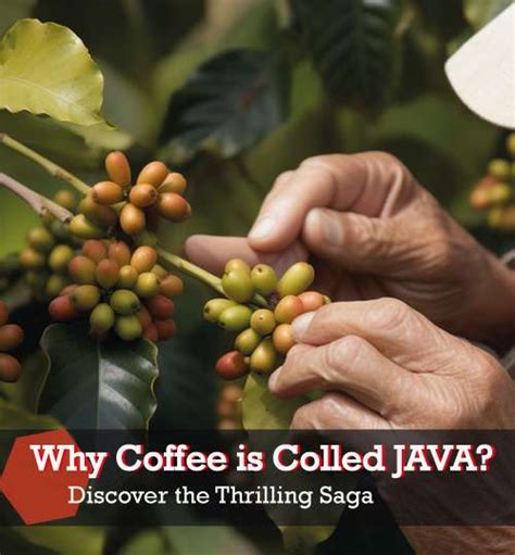 Image result for How Doni Make a Java Coffee