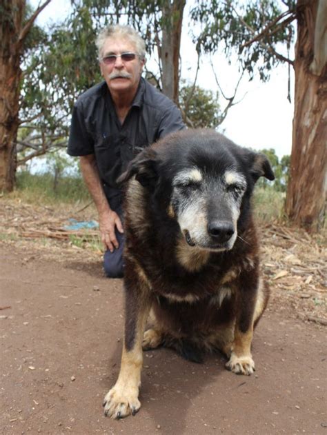World's 'Oldest Dog', Maggie, Passes Away Peacefully At The Age Of 30