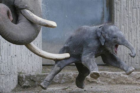 Elephants Cry and Rats Giggle Because Animals Are Thinking Beings That ...