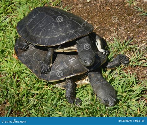 Turtles mating stock image. Image of france, black, turtle - 68983397