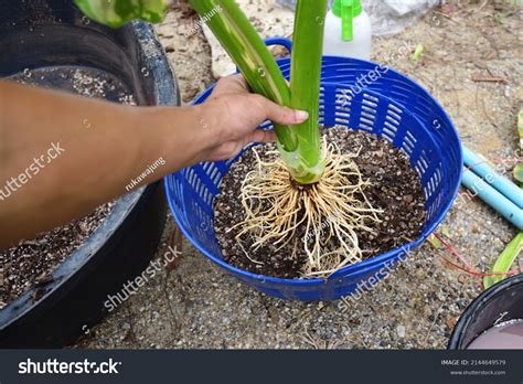 1,773 Elephant roots Images, Stock Photos & Vectors | Shutterstock