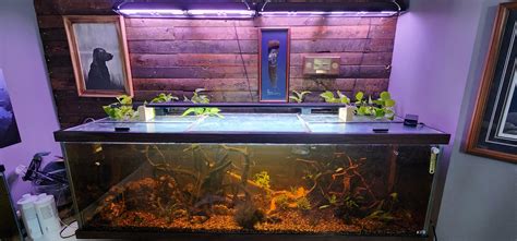 125 gallon community tank : r/Aquariums