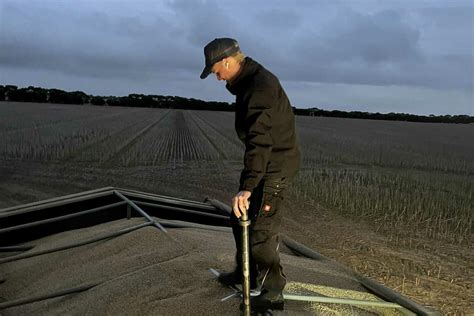 Mutterkorn in Getreide: Was Landwirte zu Grenzwerten wissen müssen ...