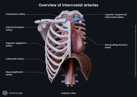 Intercostal Arteries Maintaining The Permanence Principle For Death
