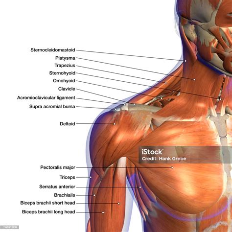 Muscle From Neck To Shoulder