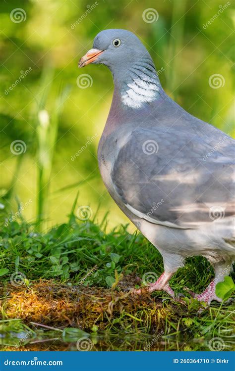 Common Wood Pigeon Columba Palumbus Stock Photo - Image of common, spring: 260364710