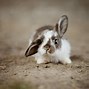 Image result for Rabbit Plush with Really Long Ears