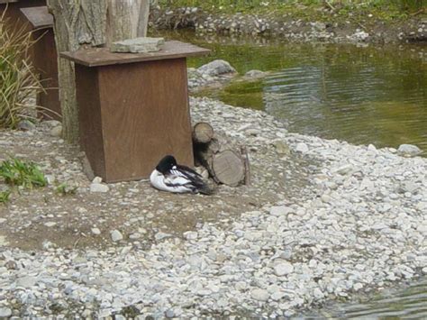 ZooLex Image - Duck Nesting Box