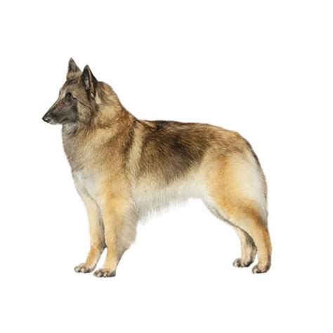 Belgian Tervuren Dog Breed Information | Purina US