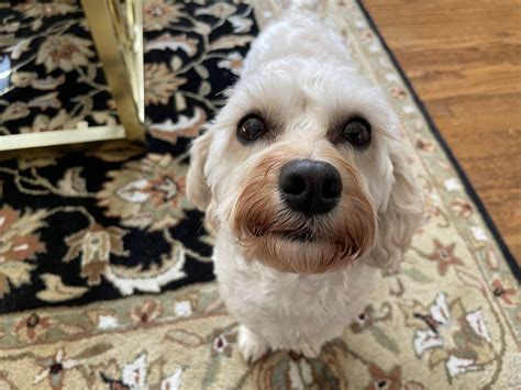 Image result for Cockapoo Dog Barking