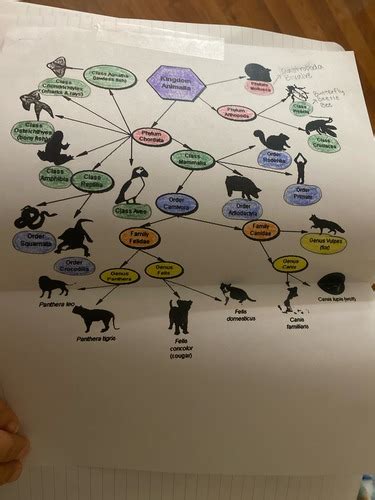 Image result for Classification System Flashcards