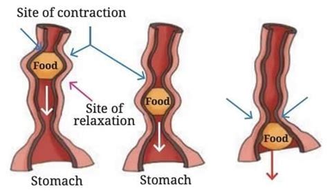 Life Processes In Animals Question Answer - Class 7 Science - exam ...