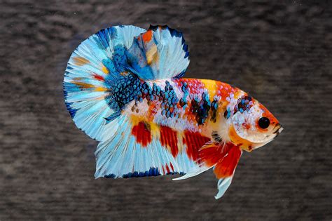 New Betta Fish Types in 2025 | Rare Collector Varieties – Tropicflow