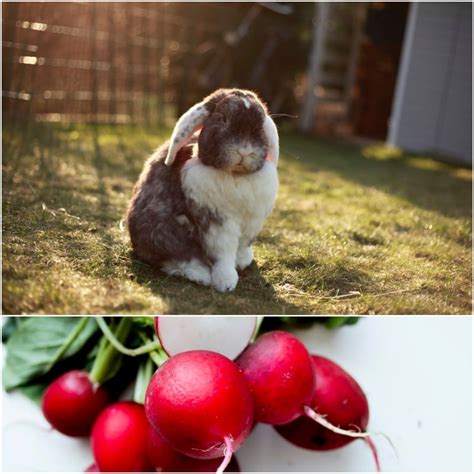 Can Rabbits Eat Radishes? - Everything Bunnies