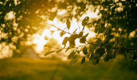 Download wallpaper summer, light, tree, section nature in resolution ...