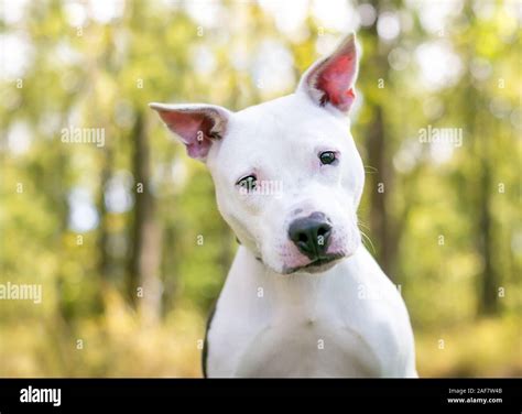 What Is A Pit Bull Terrier Mix Look Like