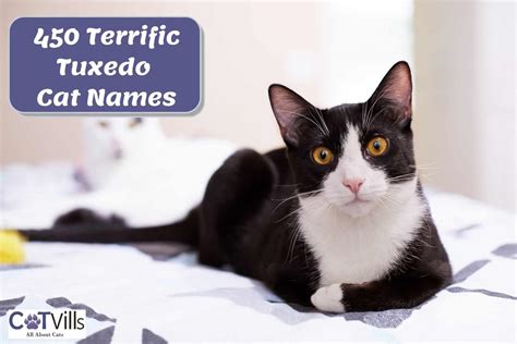 Cute Names For Tuxedo Cats