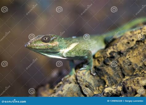 The Knight Anole Anolis Equestris Is The Largest Species Of Anole Also ...