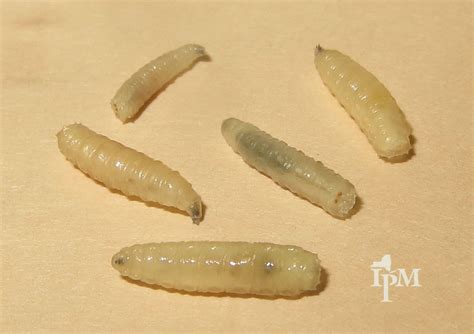 17 Horse fly larvae ideas | larvae, horse fly, flying