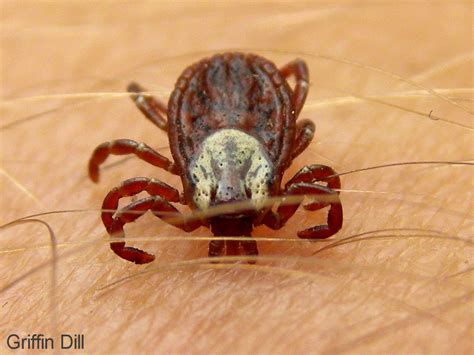 Tick Species - Identifying Deer Ticks Vs. Dog Ticks