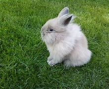 Image result for Extremely Fluffy Bunny