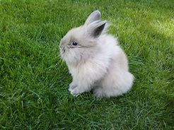 Image result for Little Fluffy Bunny