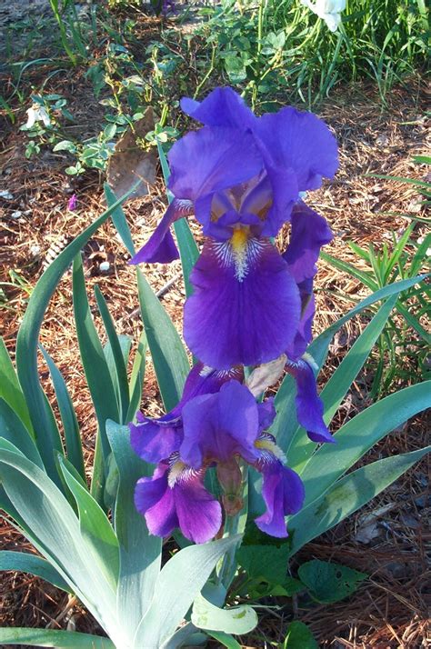Bobbie's Old Fashioned Purple Bearded Iris, German Iris - Silver or ...