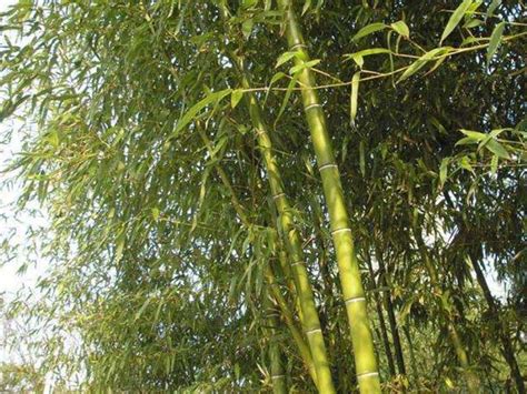一生可能只能见一次的竹子开花 - 湖南省植物园