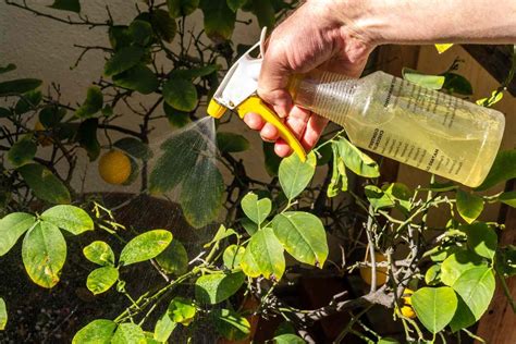 Image result for Pyrethrin Uses