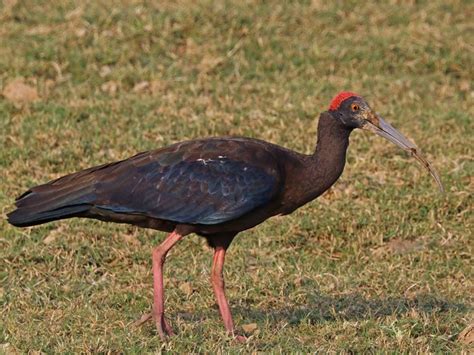500 trees planted for birds to nest: Farm turned into a bird forest ...