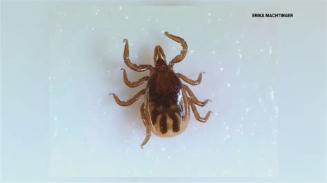 Warm winter could lead to early tick emergence in Pennsylvania | fox43.com