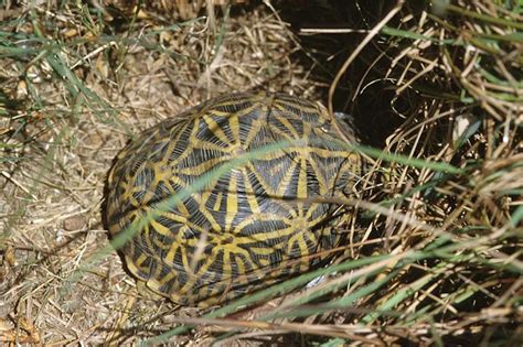 Image result for Tortoise Bottom Shell Fell Off