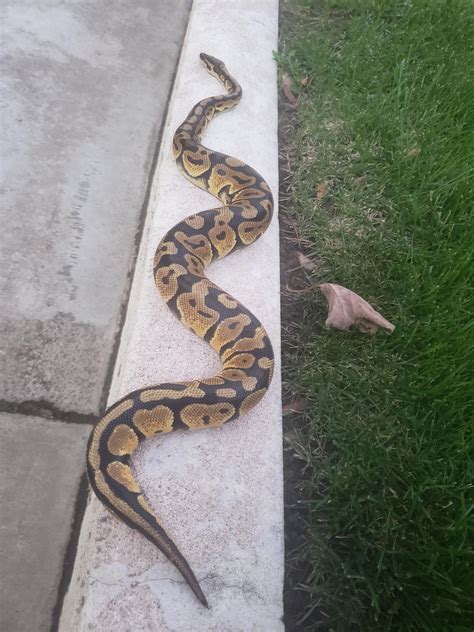 Ball Python Weight Gain 的图像结果